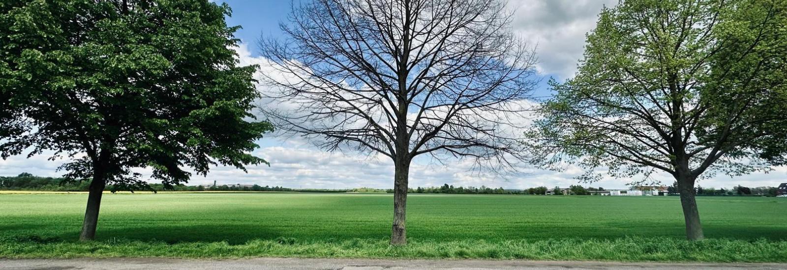 Drei Bäume an einem Sandweg