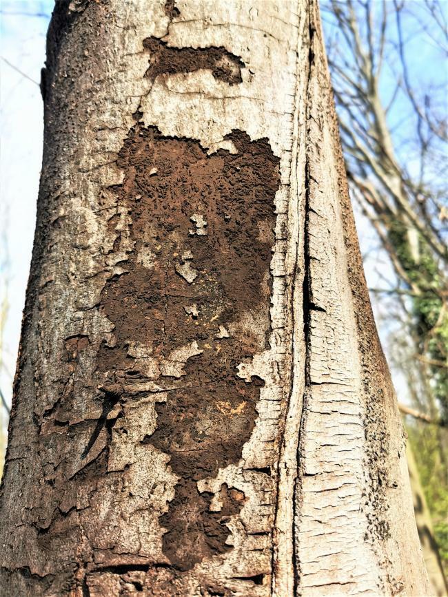 Baumstammansicht mit Rußrindenkrankheit